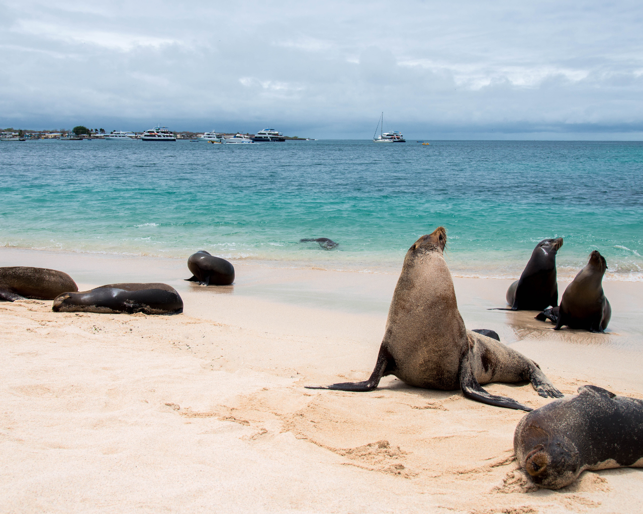 Guayaquil y Galapagos combinado con Santa Cruz 6 dias 