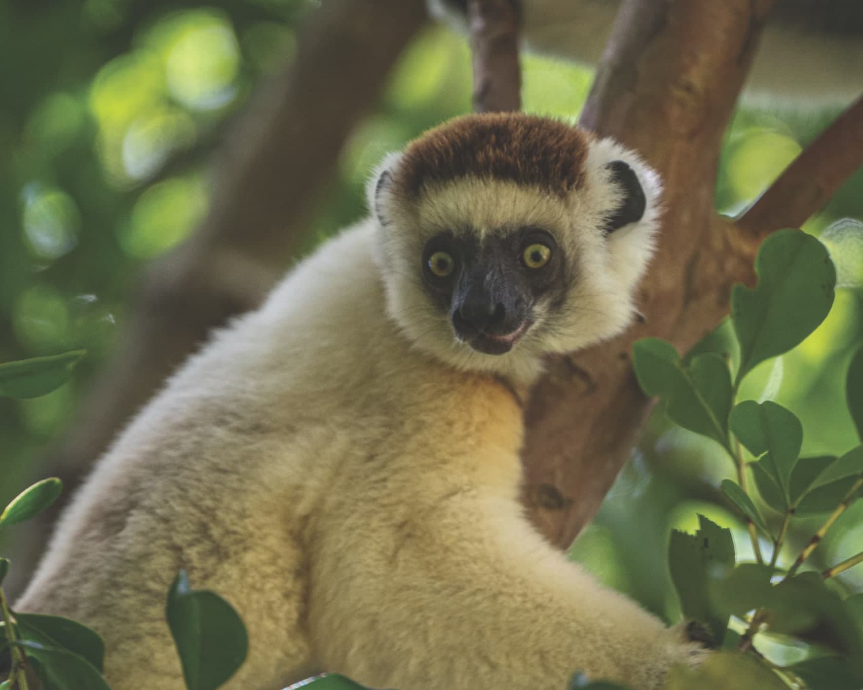 Southern Africa and Madagascar Expedition