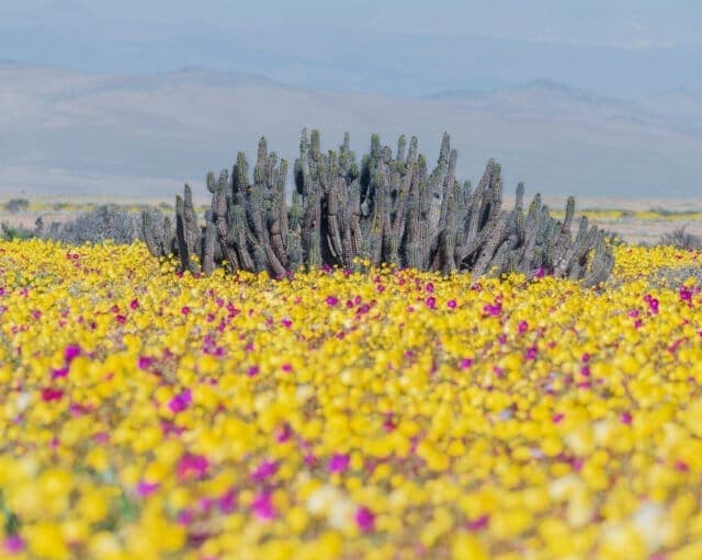 Desierto Florido 2026