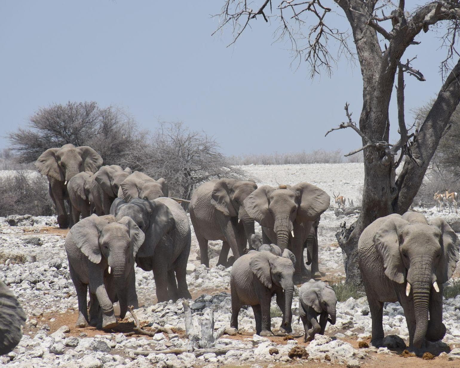 Flugsafari "Namibia"