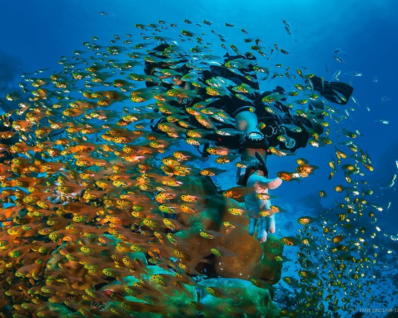 MALDIVE: SEACLUB SANDIES BATHALA RESORT
