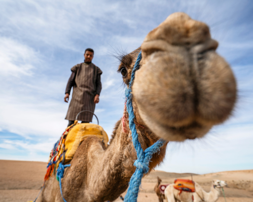 Marrakech Experience, deserto e antiche tradizioni: 19-23 Febbraio