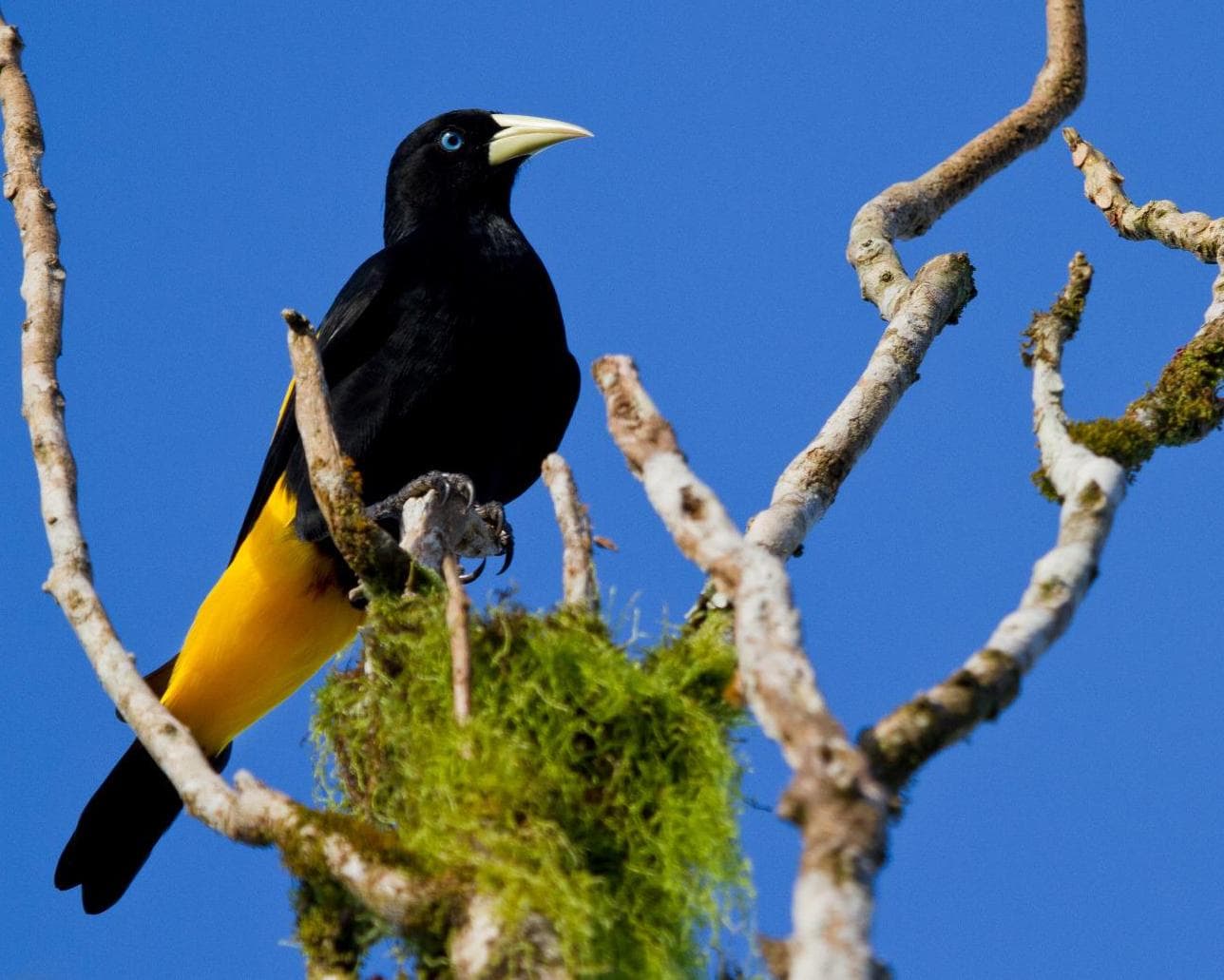 Yasuni National Park 4 Tage/3 Nächte Amazonas-Erlebnis (ab/bis El Coca)