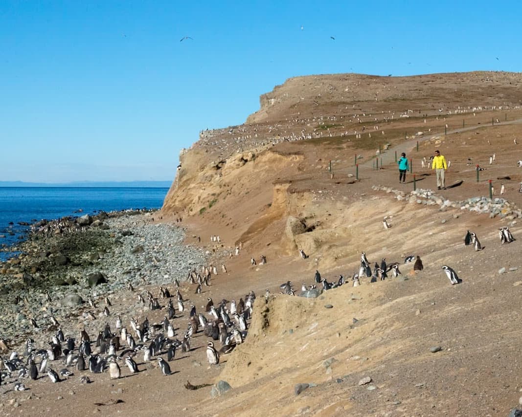 Hotel Almasur Punta Arenas - Excursión a Isla Magdalena 