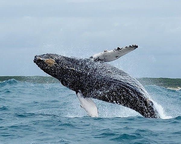 Punta Arenas Ballenas y Glaciares 