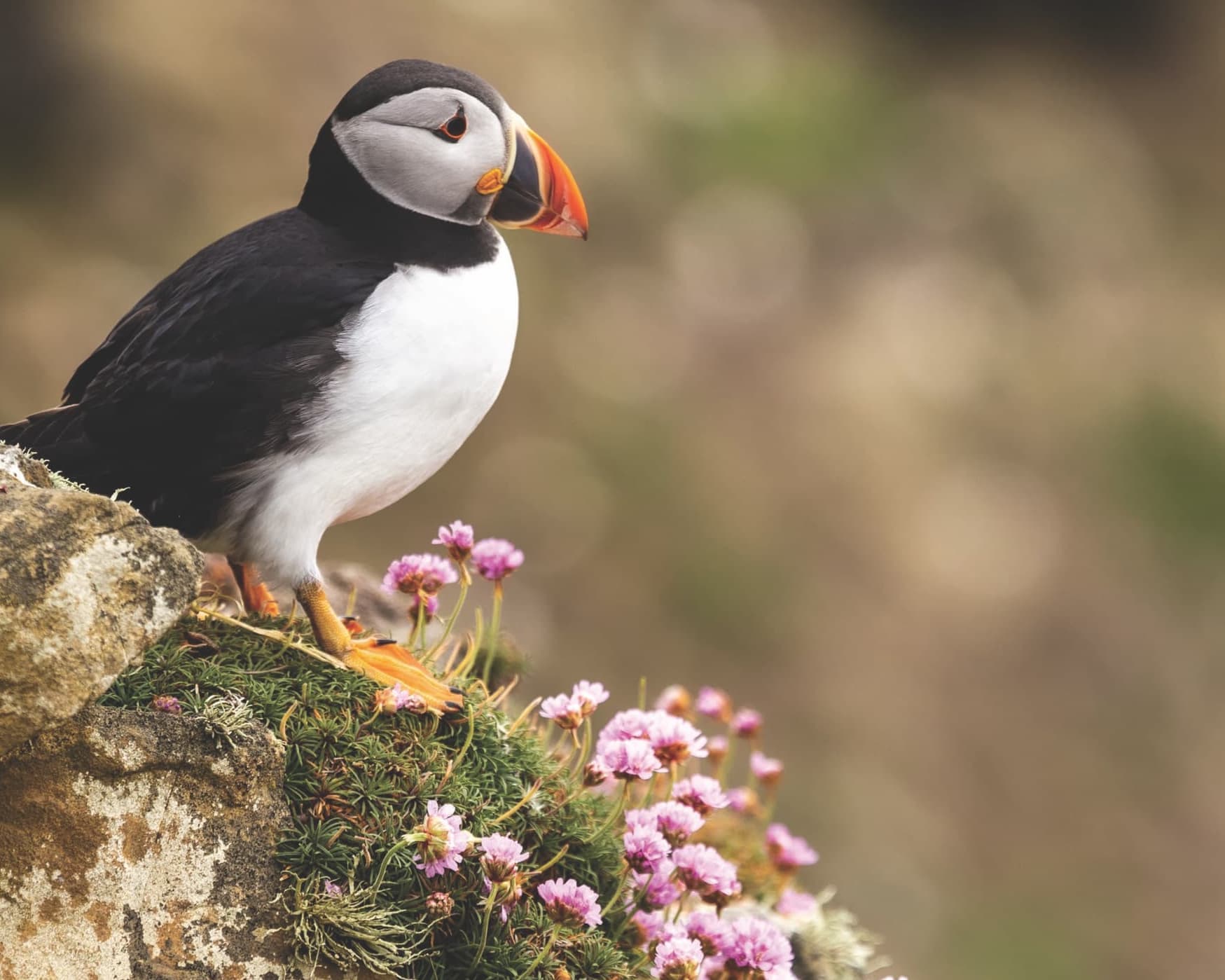 Scotland and Iceland Expedition: Wild Nature and Legends