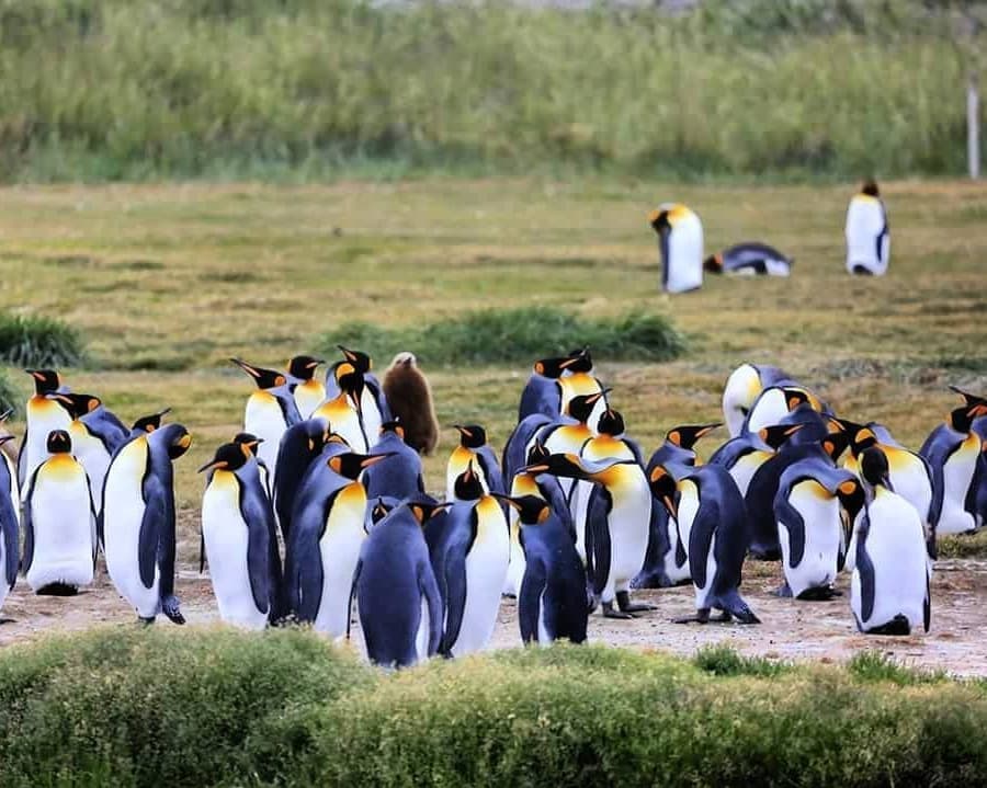 Parques Soñados: Torres del Paine y Pingüino Rey