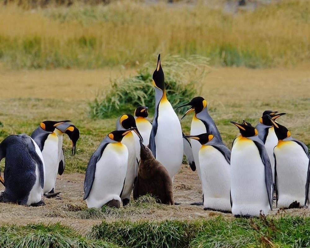 Parques Soñados: Torres del Paine y Pingüino Rey