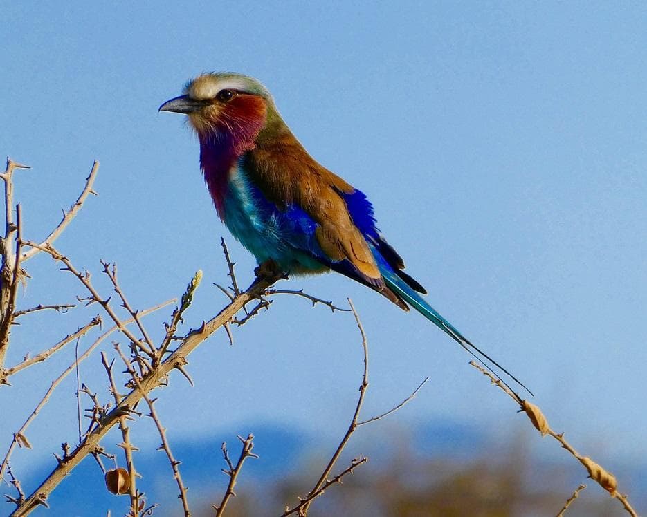 Severin Tsavo Safari