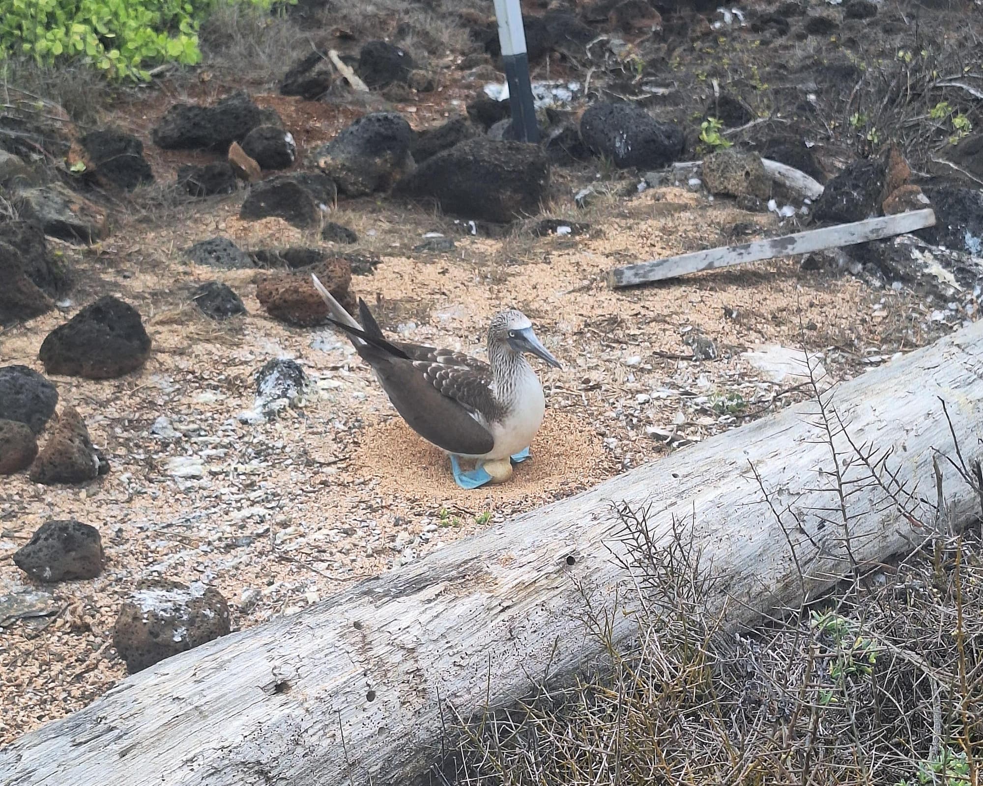 Quito y Galapagos 8 dias