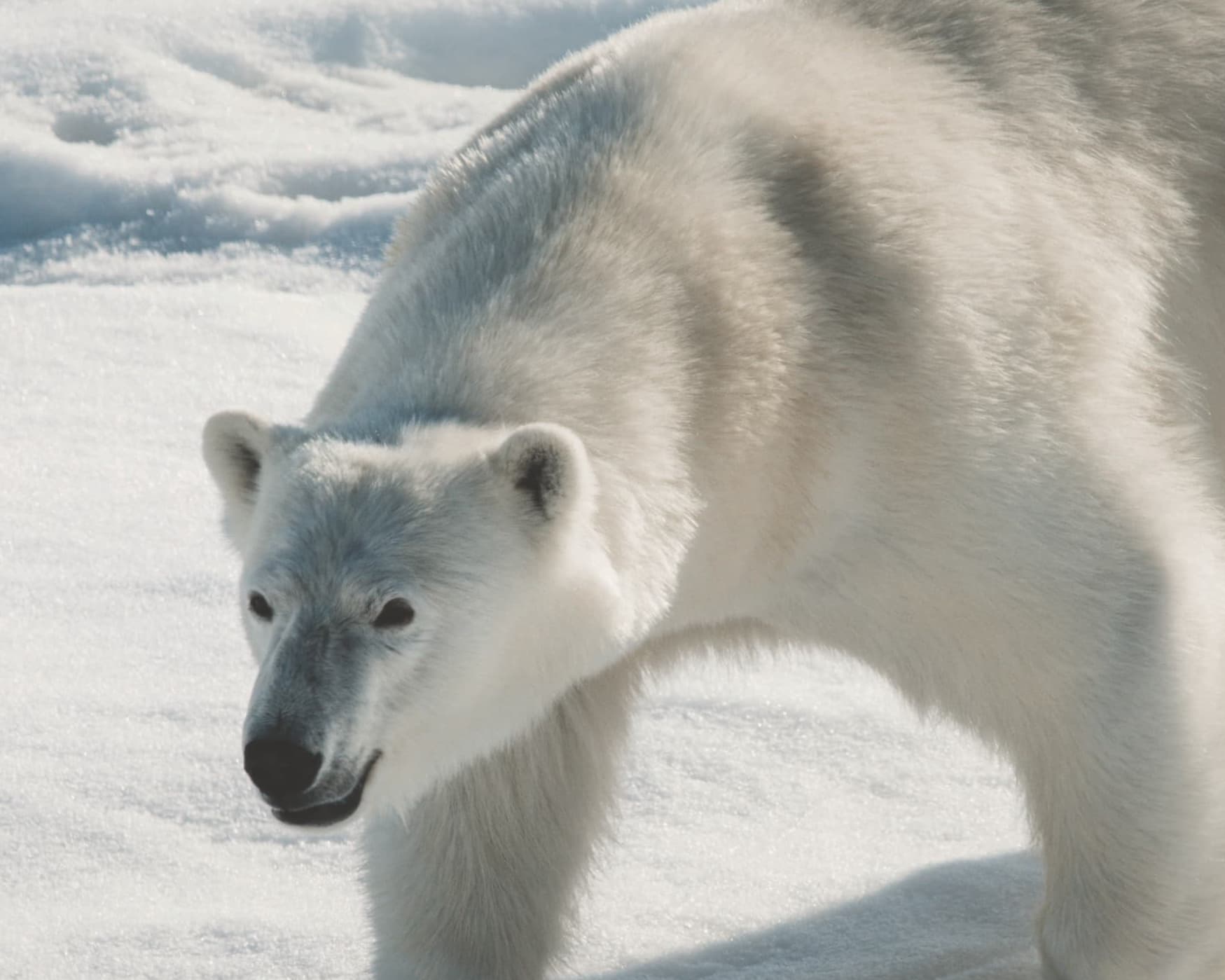 Classic Svalbard Expedition