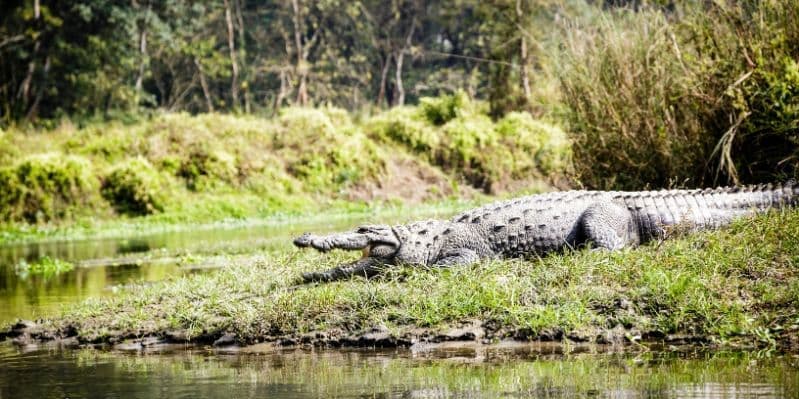 PARCO NAZIONALE DI CHITWAN / KATHMANDU