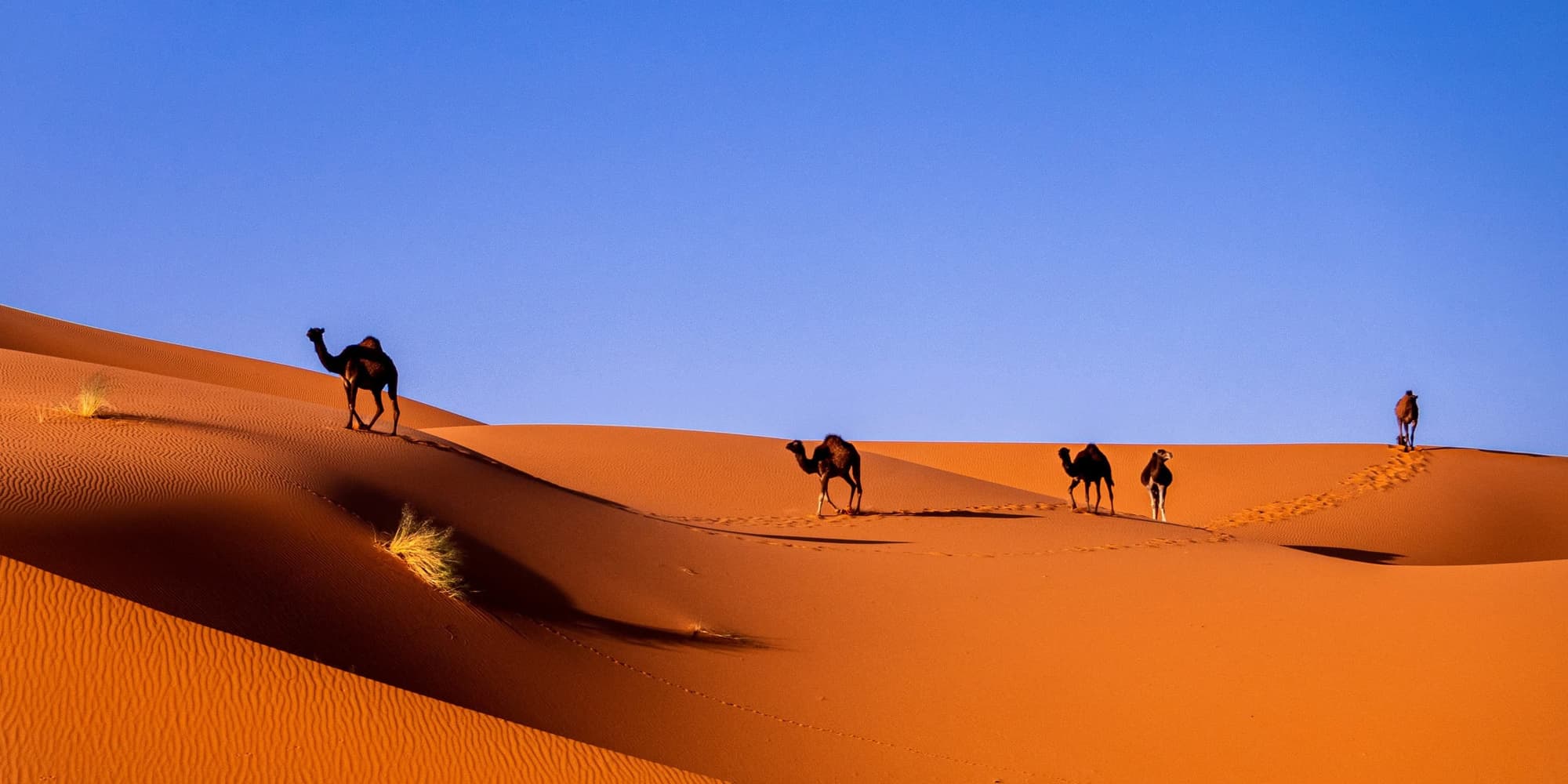 DAY 04 FEZ – IFRANE – MERZOUGA