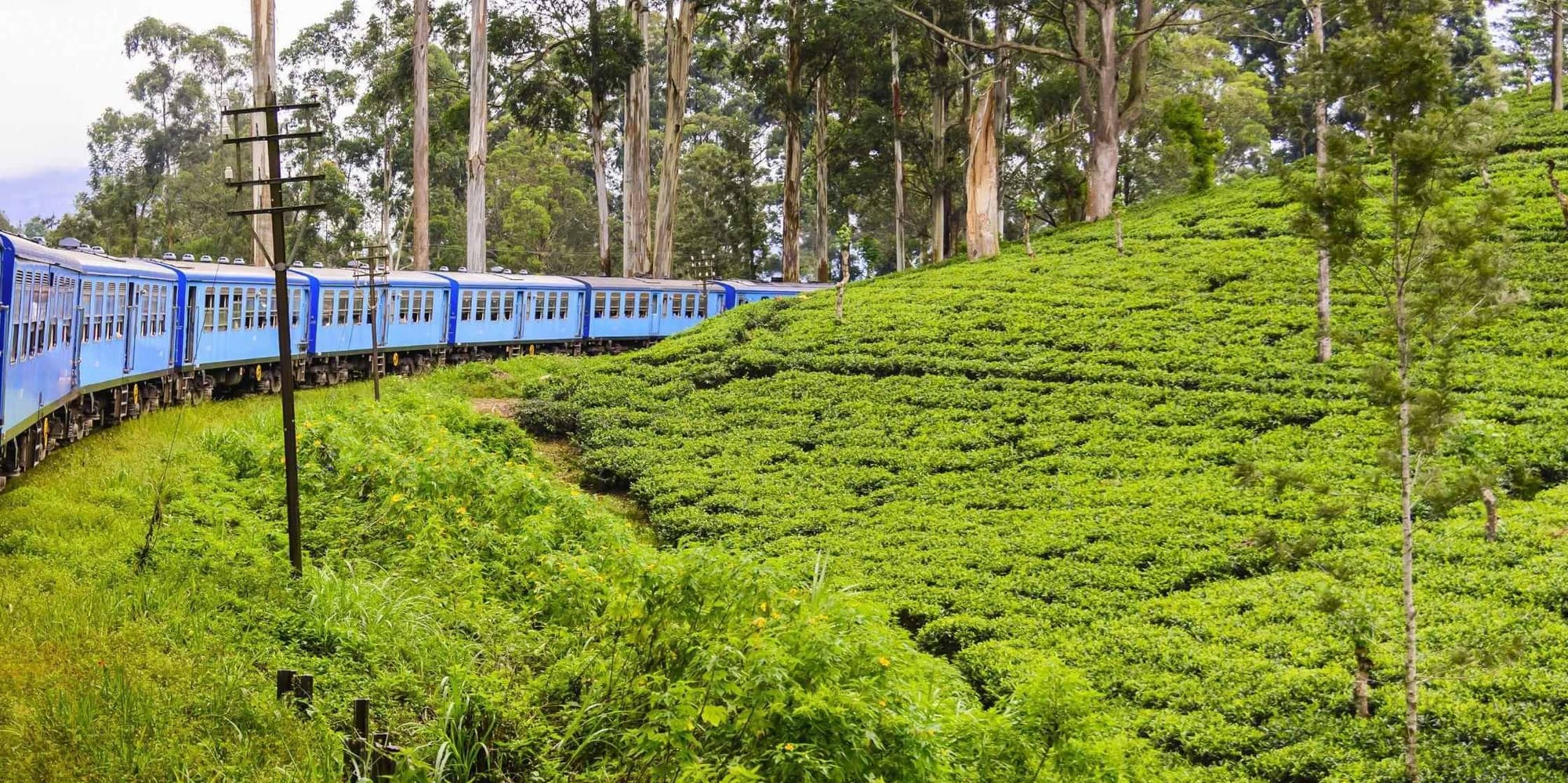 Dia 5: Nuwara Eliya