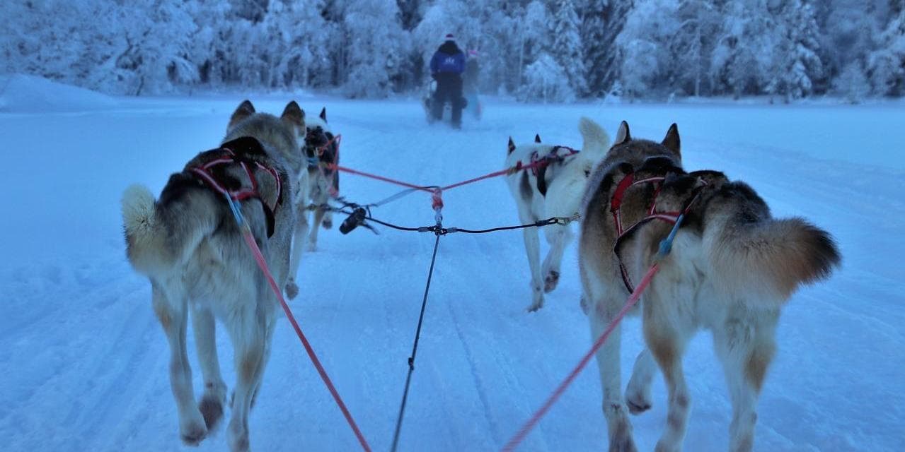 Giorno 3: HUSKIES E LO ZOO POLARE DI RANUA