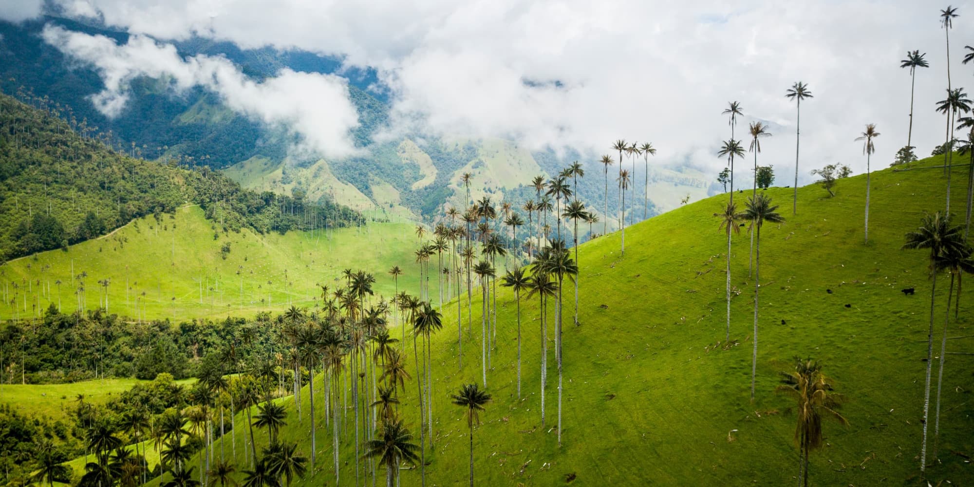 Discover the Coffee Cultural Landscape
