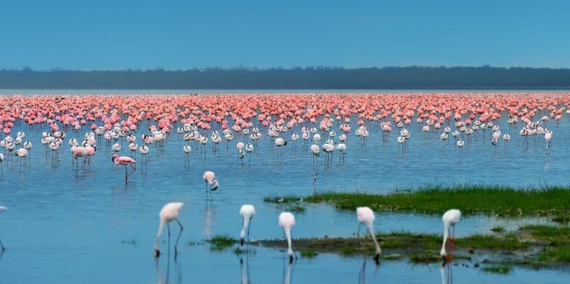SAMBURU NATIONAL RESERVE / LAKE NAKURU N. PARK