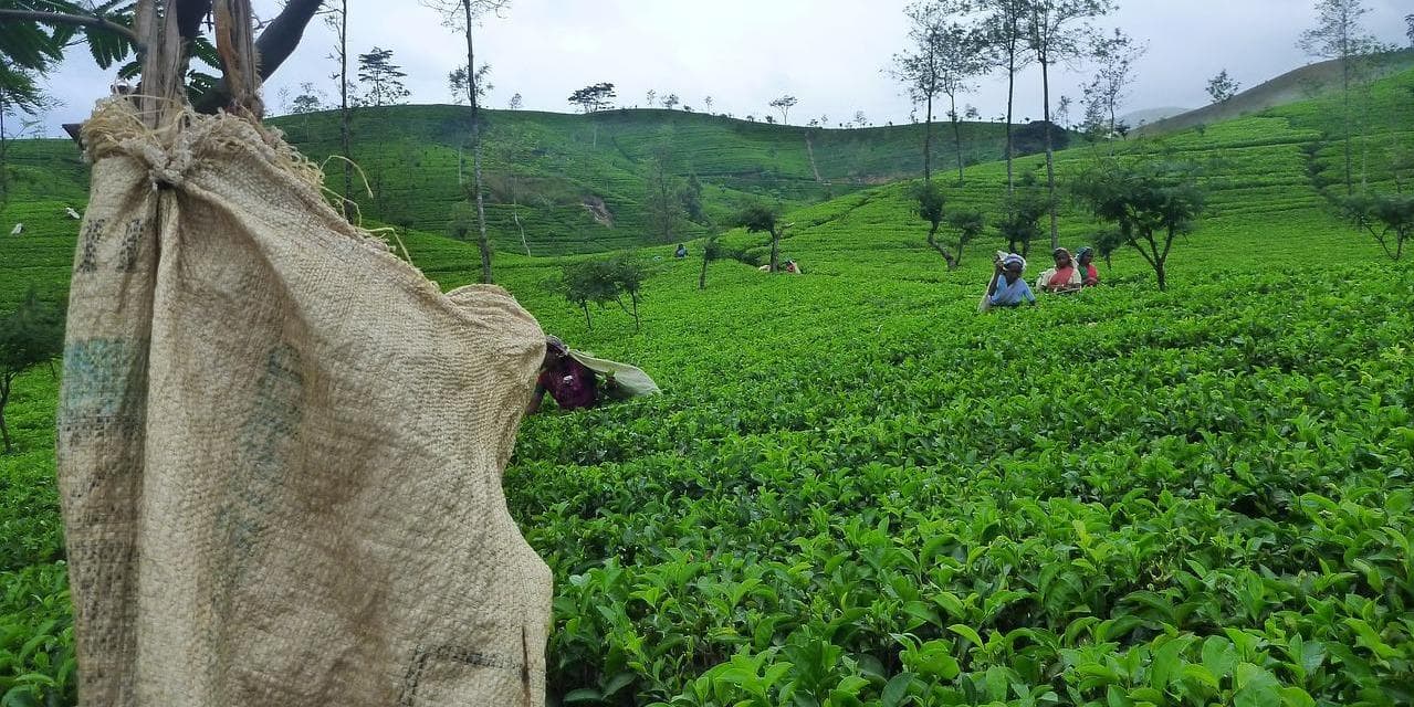 Giorno 07: NUWARA ELIYA / COLOMBO (circa 06 ore in auto)