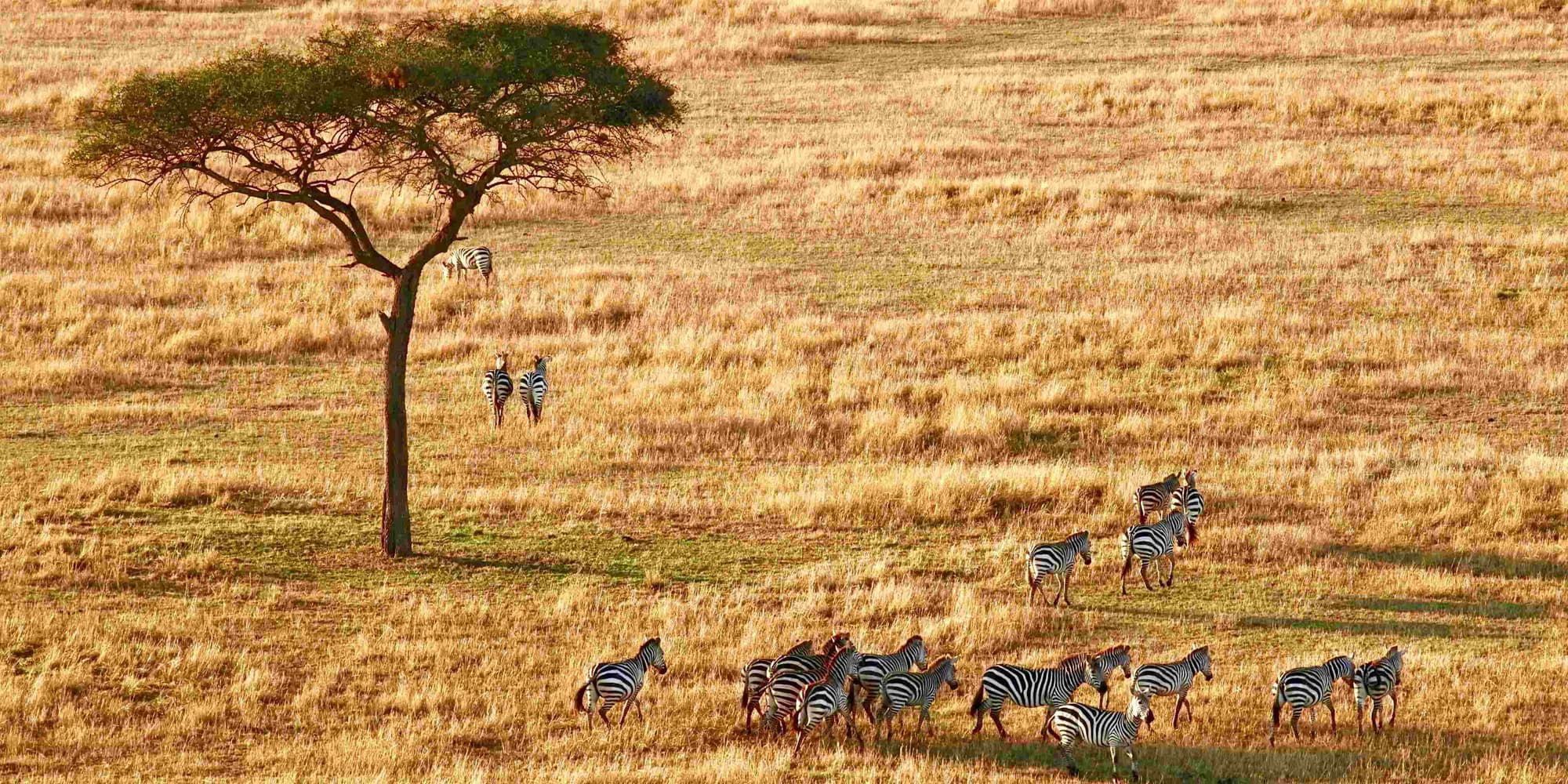Saadani National Park 