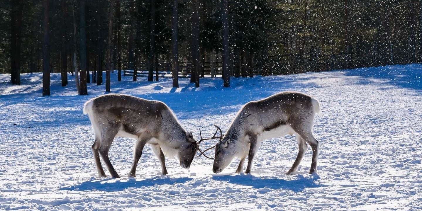 DAY 04 FROM ROVANIEMI TO INARI