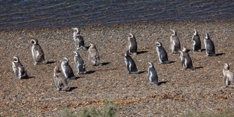 PUERTO MADRYN / TRELEW / USHUAIA