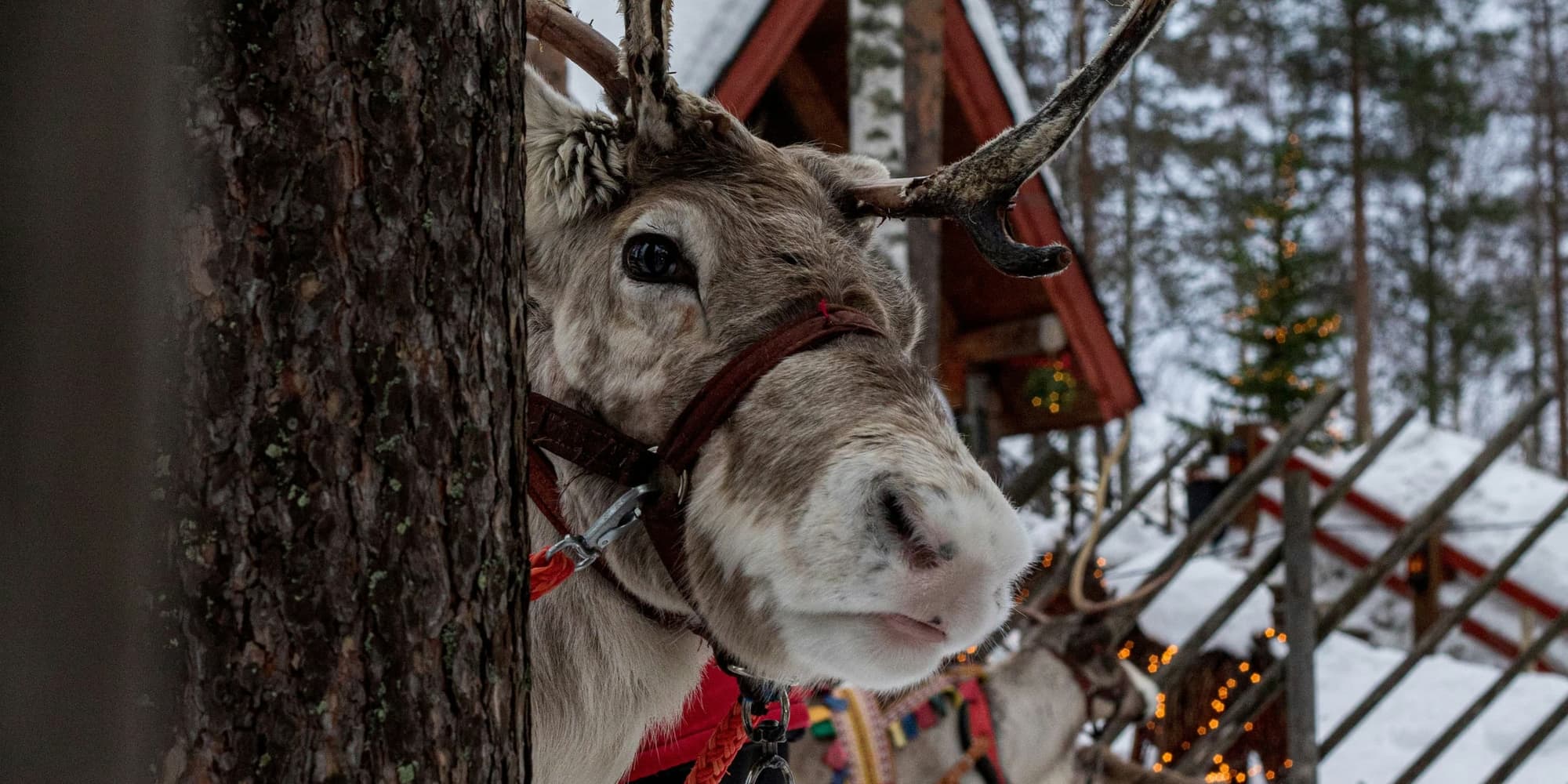 SATURDAY, JANUARY 2 / ROVANIEMI – DEPARTURE