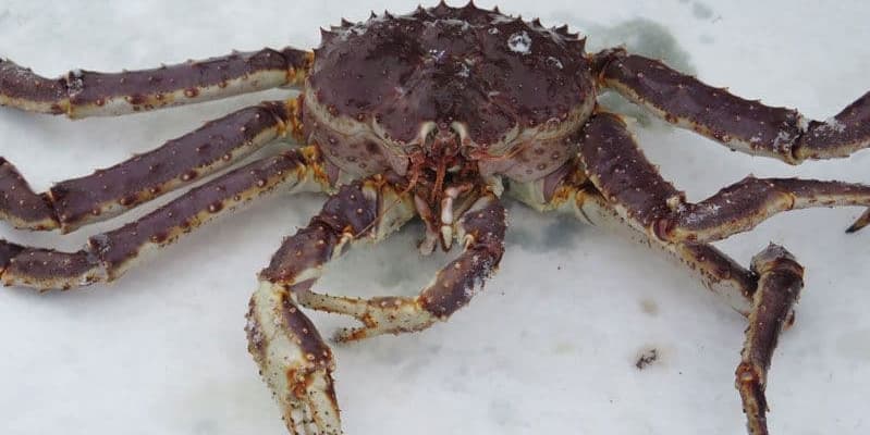 DAY 07 KING CRAB EXPERIENCE IN KIRKENES