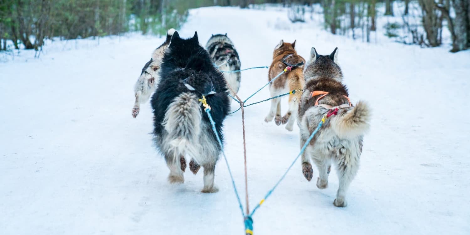 DÍA 4 • ROVANIEMI (HUSKIES, VISITA AL CASTILLO DE HIELO, ALMUERZO EN UNA “KOTA”)  