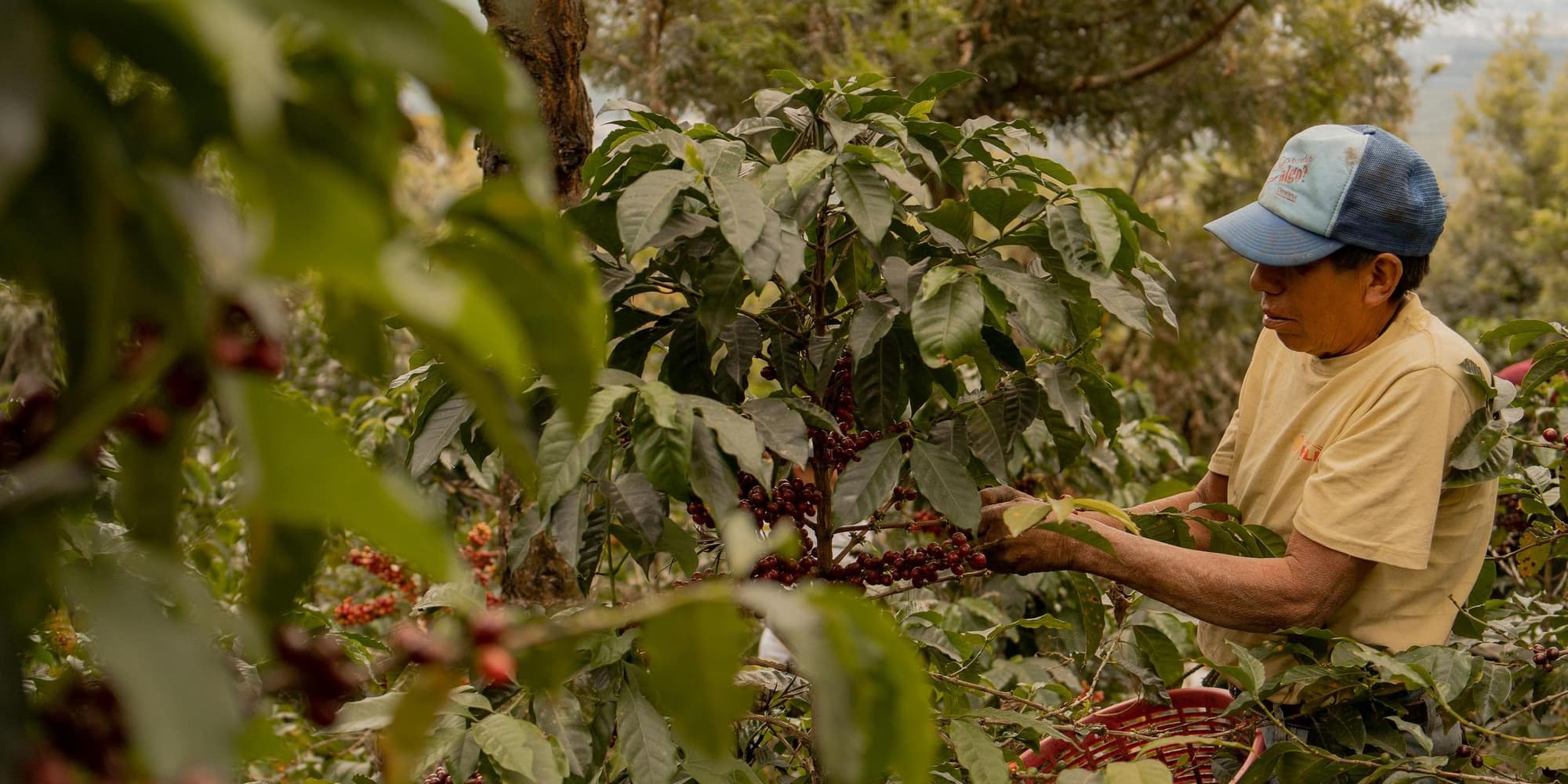 3° Giorno - Bogotá / Pereira