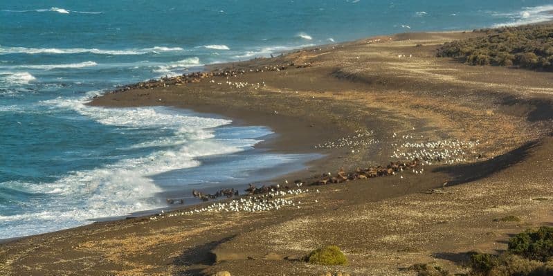 PUERTO MADRYN / PENISOLA VALDES / PUERTO MADRYN