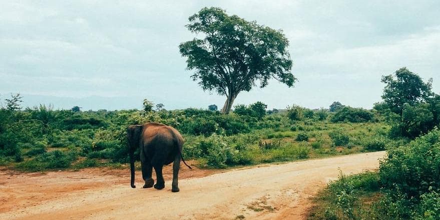 Giorno 06: Natura Selvaggia a Udawalawe (circa 3 ore)