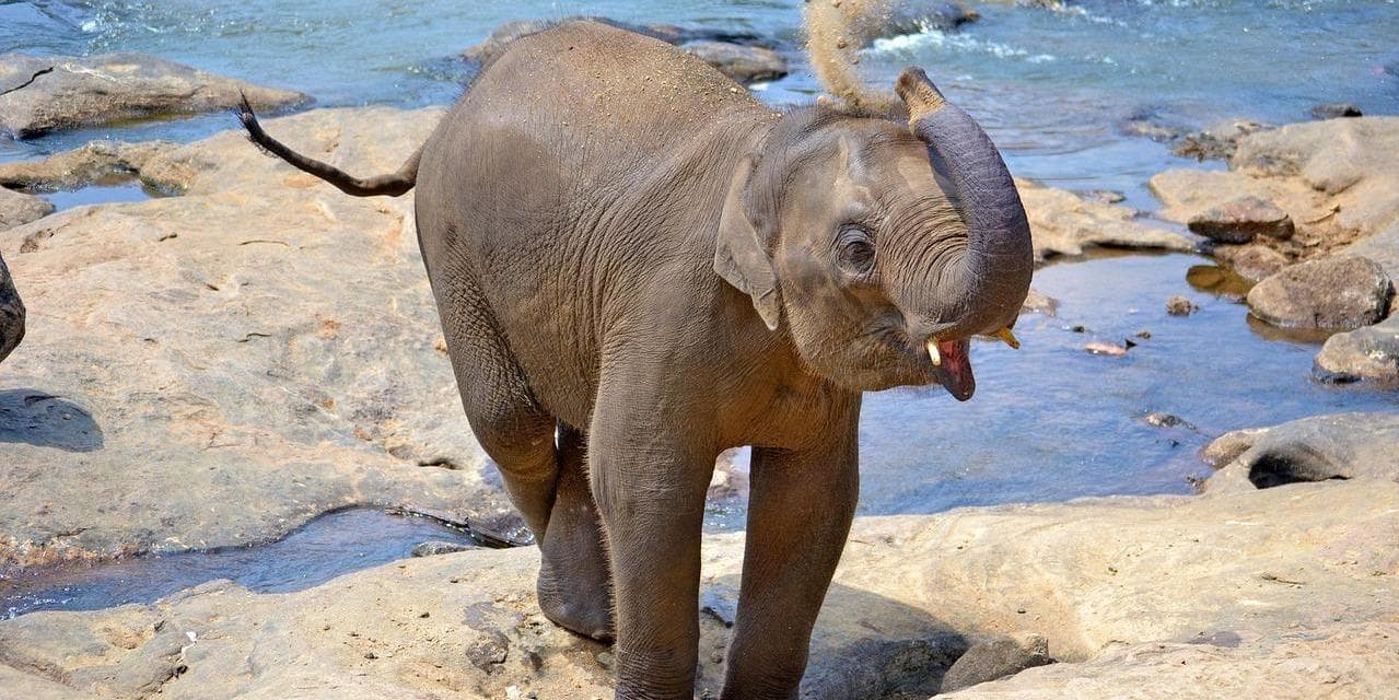 Giorno 05: KANDY / PINNAWELA (circa 03 ore in auto) / PERADENIYA / KANDY