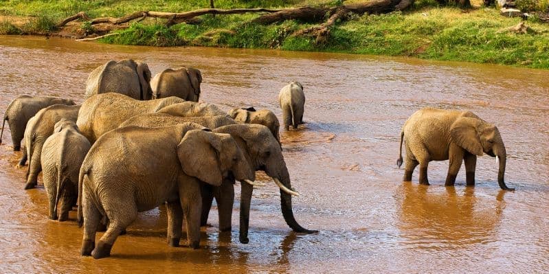 ABERDARE NATIONAL PARK / SAMBURU NATIONAL RESERVE