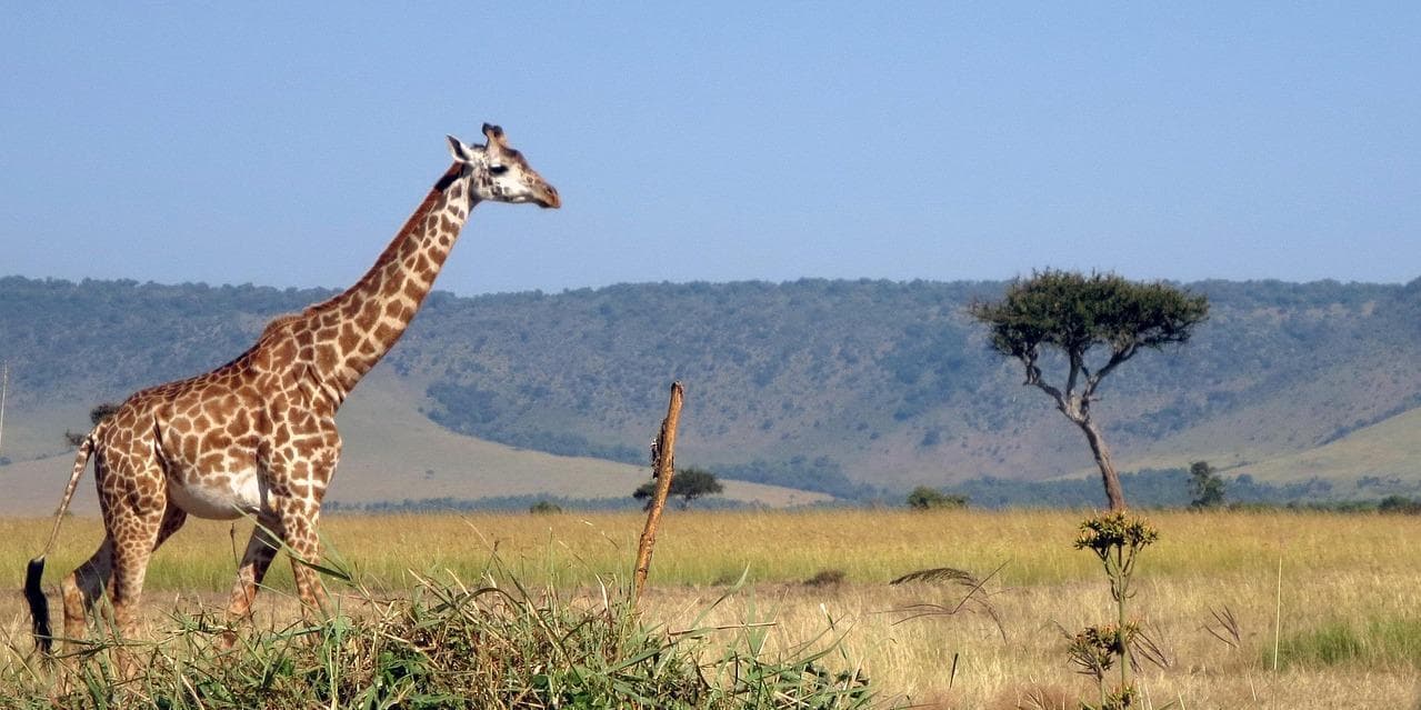 Day 2: Breakfast at the hotel and drive to Masai Mara National reserve + evening game viewing safari.