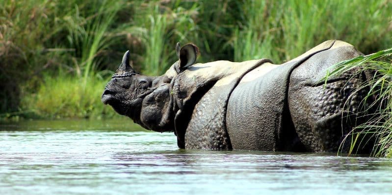 PARCO NAZIONALE DI CHITWAN / KATHMANDU