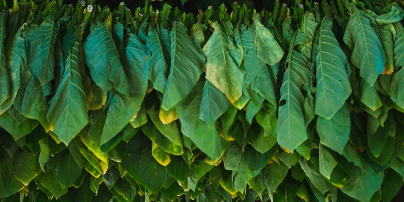 Giorno 03:  CIENFUEGOS- TRINIDAD