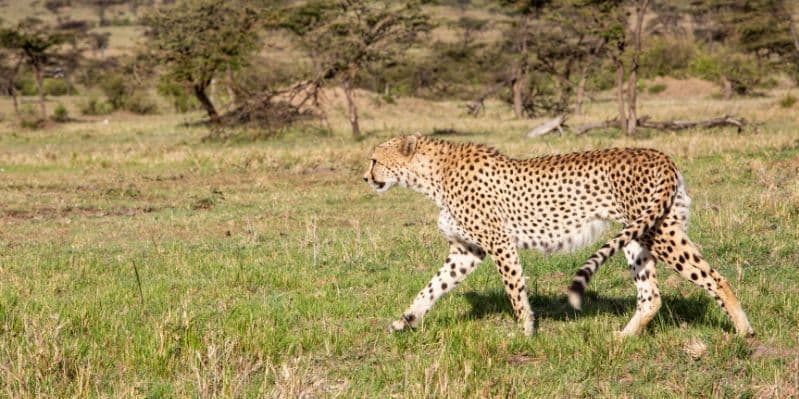 MASAI MARA / NAIROBI / ITALIA