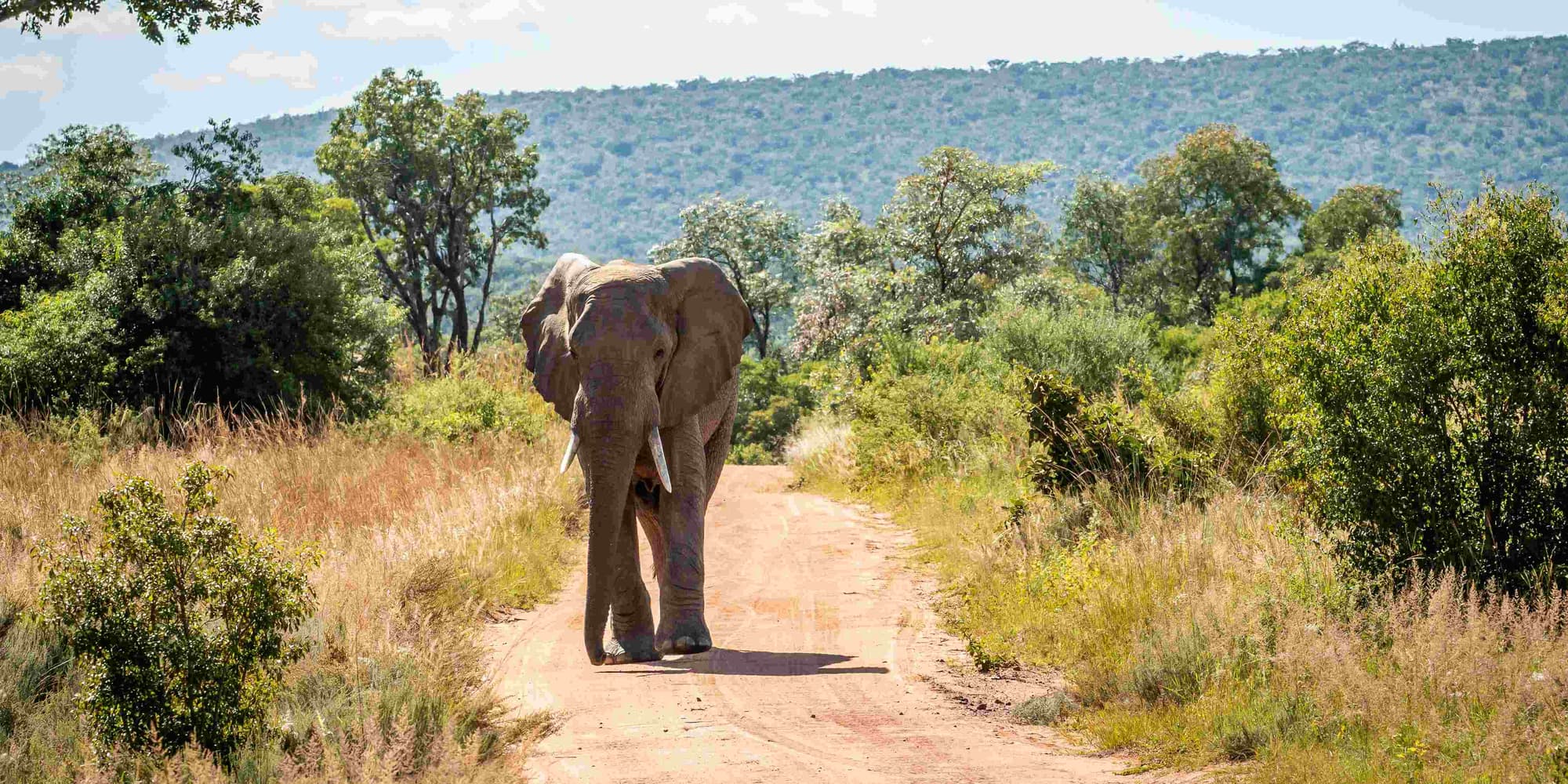 Giorno 7: Riserva Privata di Karongwe