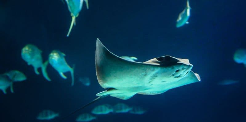 HANIMAADHOO