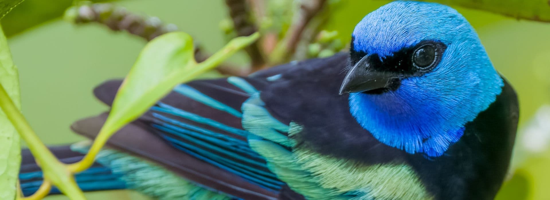 Colombia natural: aves, bosques y experiencias regenerativas