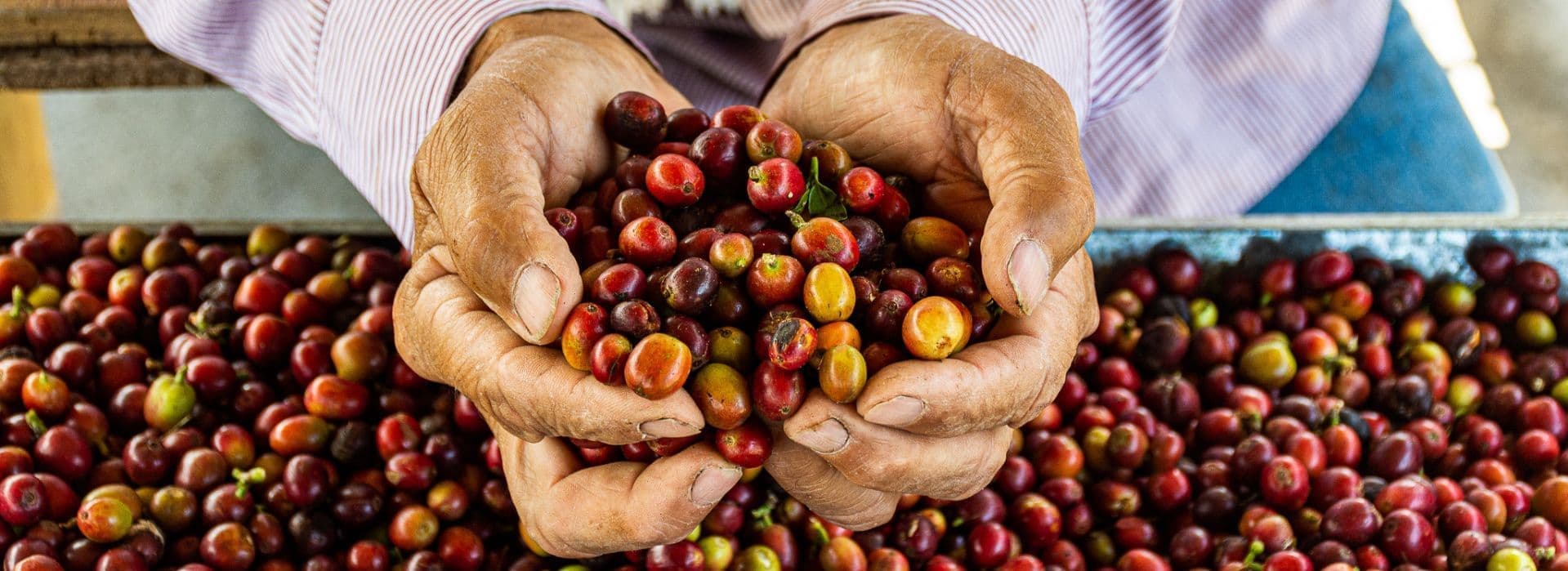 Vive la cultura cafetera desde sus raíces