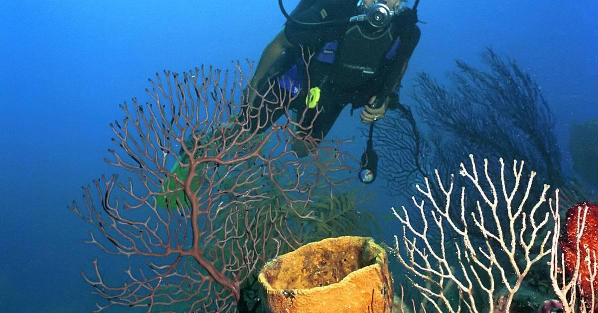 Hotel Paradisus Los Cayos