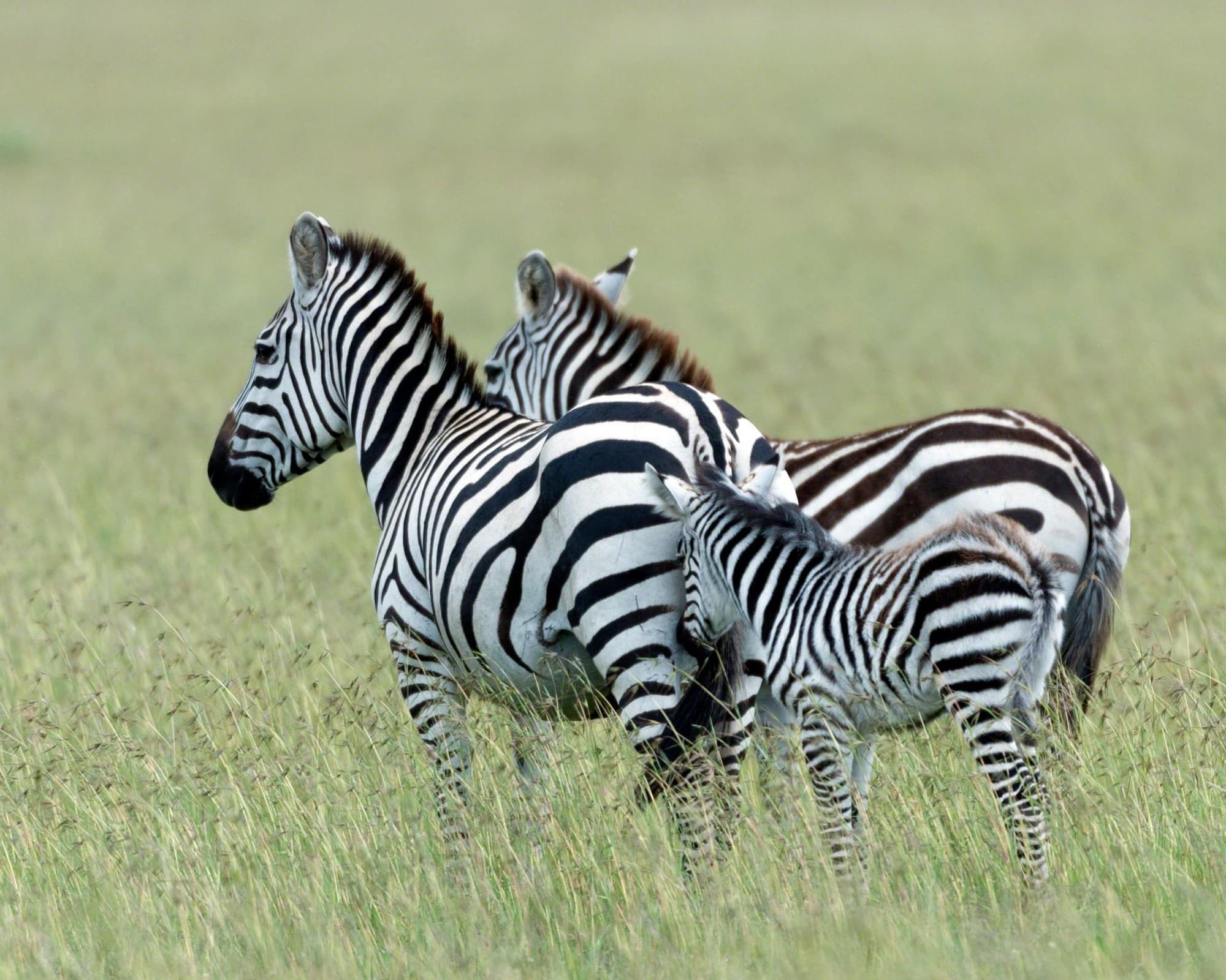Emjejane (Hectorspruit), Zuid-Afrika