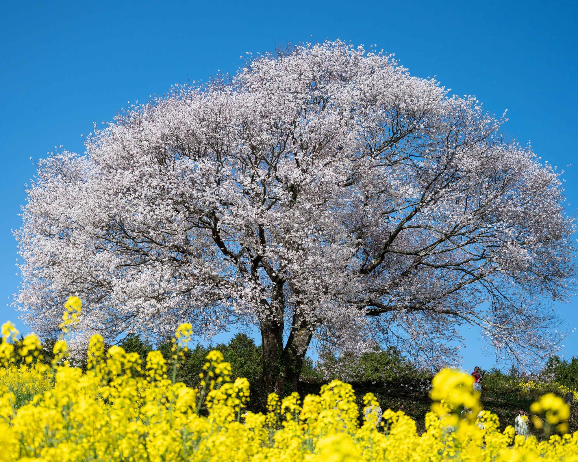 Takeo, Giappone