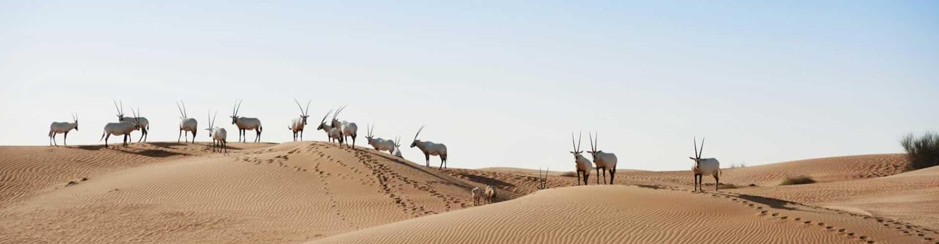 Al Maha, Vereinigte Arabische Emirate