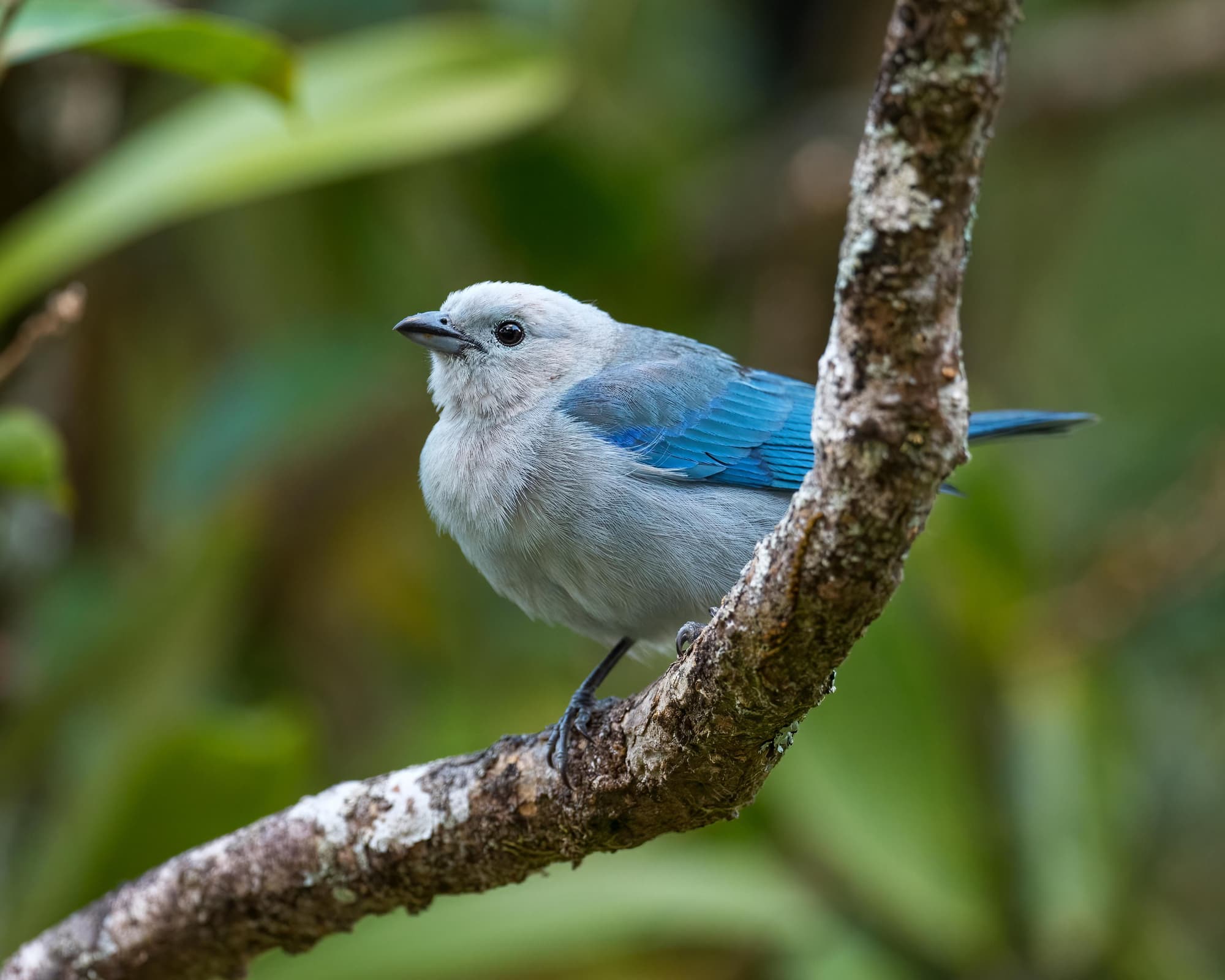 Total Central America: Two Months of Wild