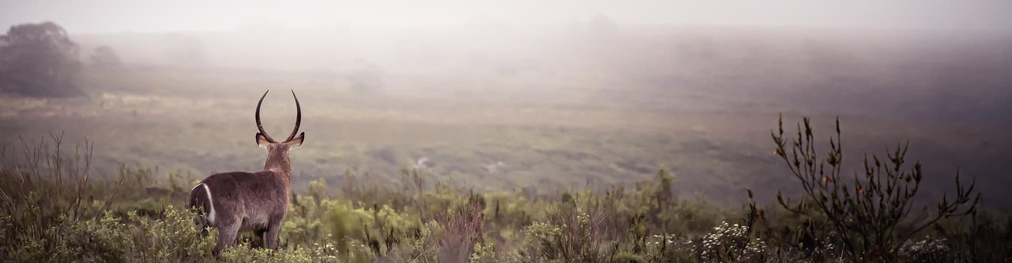 Gondwana Wildreservaat, Zuid-Afrika