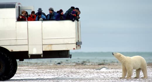 EL INSUERABLE TOUR DE OSOS POLARES 6 DIAS 