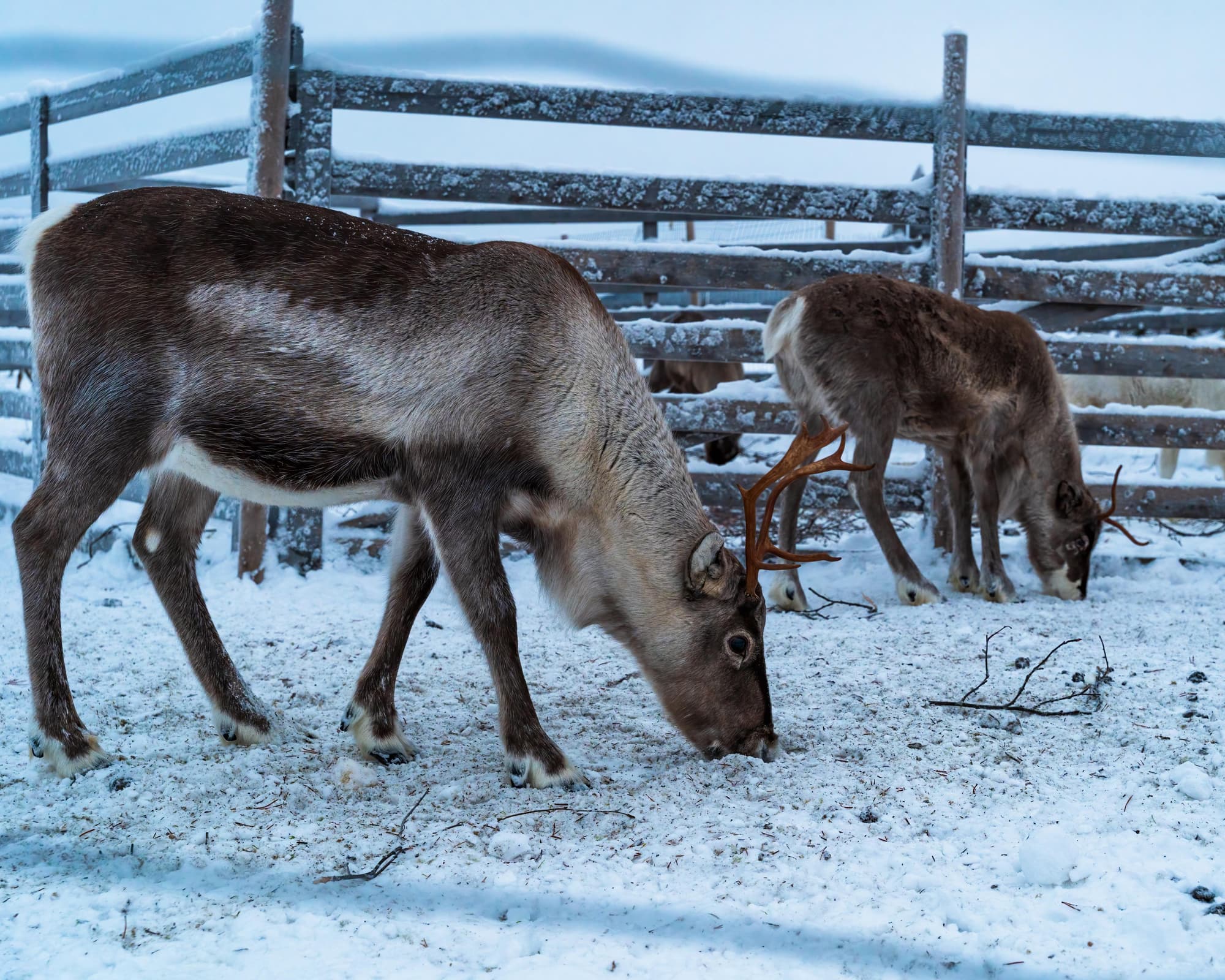 Diciembre en Laponia - Ylläs