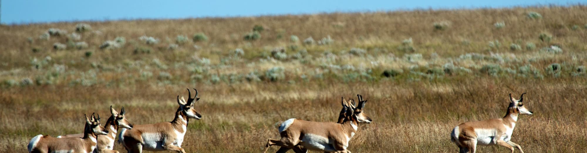 Pinedale WY, Stati Uniti d'America